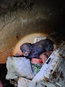 WhatsApp Image 2025-11-03 at 08.01.02